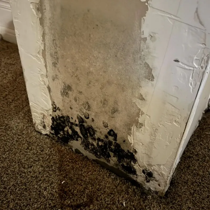 Professional Mold Removal in Tierra Buena, CA